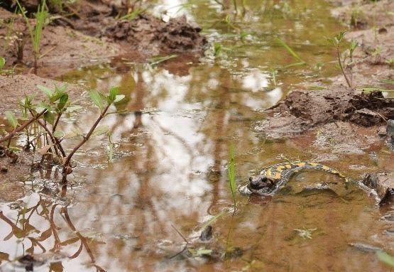 Waldweide mit Salamander