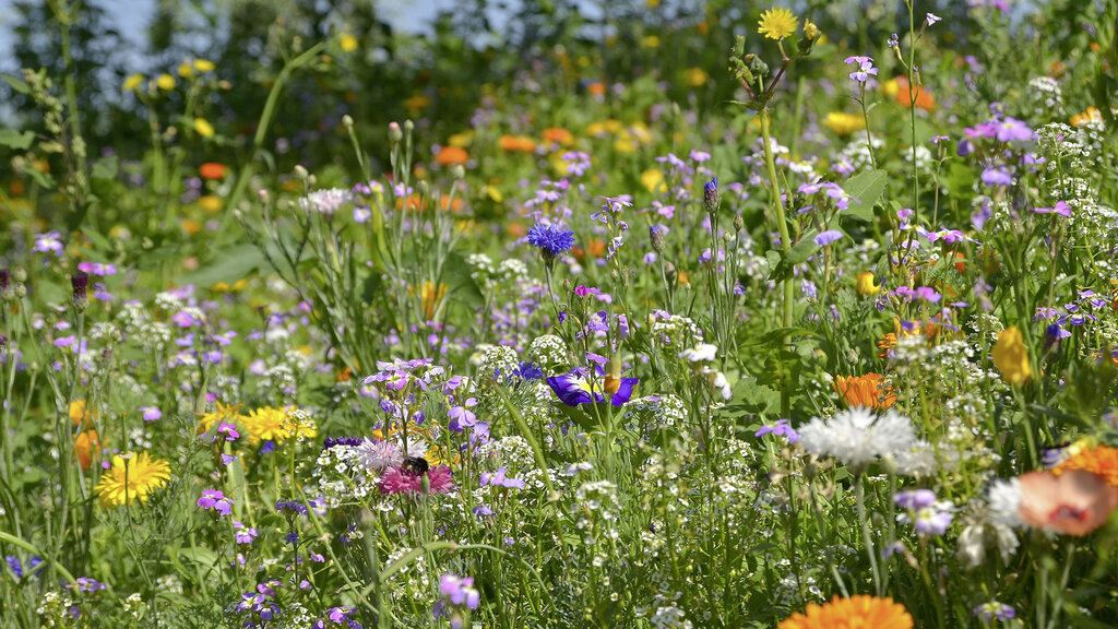 Blumenwiese